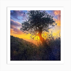 Olive Tree At Sunset Art Print