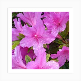 Pink Azaleas 43 Art Print