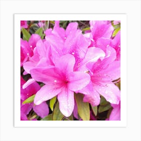 Pink Azaleas 8 Art Print