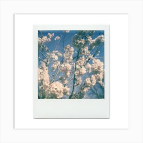 Polaroid Cherry Blossom 04 Art Print