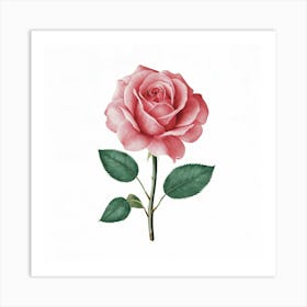 Pink Rose 1 Art Print