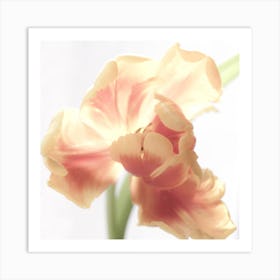 Tulip Art Print