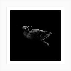 Black And White Duck With A Dropes Of Water 1 Art Print