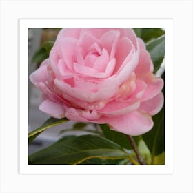 Pink Camellia Art Print