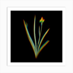 Prism Shift Iris Martinicensis Botanical Illustration on Black n.0330 Art Print