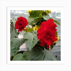 Begonias 13 Art Print