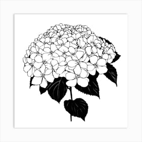 Hydrangea Art Print