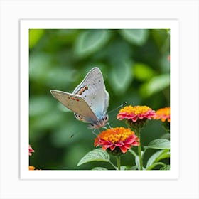 Blue Butterfly On Zinnia 1 Art Print