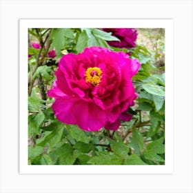 Peony in Japan 3 Art Print