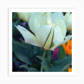 White Tulips 1 Art Print