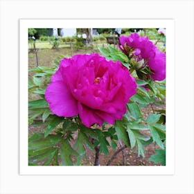 Peony in Japan 19 Art Print