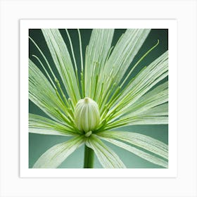 Frame Created From Fennel On Edges And Nothing In Middle Miki Asai Macro Photography Close Up Hyp (3) Art Print