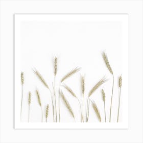 Wheat Field On White Background Art Print