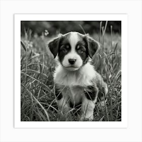 Black And White Puppy 3 Art Print