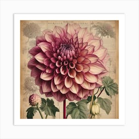 A Dahlia Floral Botanical Vintage 11 Art Print