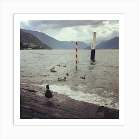 Ducks at Varenna, Como, Italy Art Print