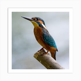 Kingfisher Stock Videos & Royalty-Free Footage 1 Art Print