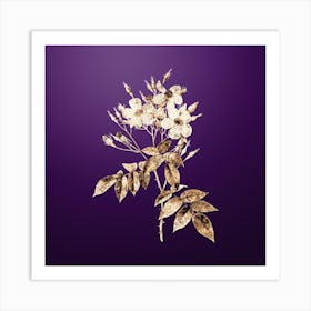 Gold Botanical Musk Rose on Royal Purple n.3592 Art Print