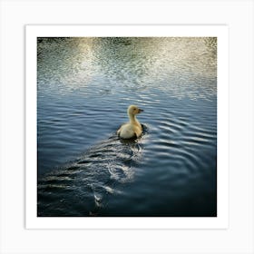 Swan In The Water Art Print