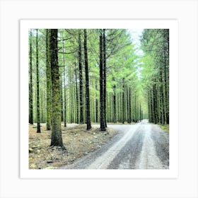 Road In The Forest Art Print