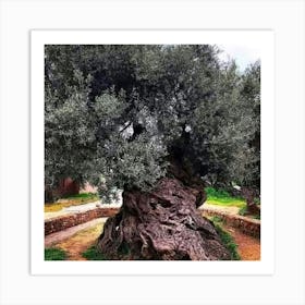 Olive Tree Art Print