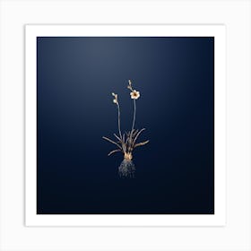 Gold Botanical Ixia Crispa on Midnight Navy Art Print