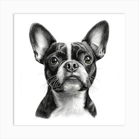 Boston Terrier Art Print