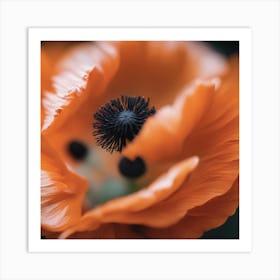 Orange Poppy Art Print