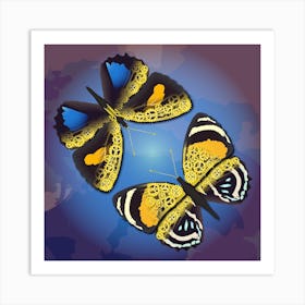 A Couple Of Mechanical Callicore Aegina Butterflies On A Blue Background Art Print