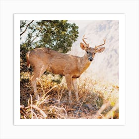 Texas Wild Deer Square Art Print