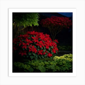 Poinsettia At Night Art Print