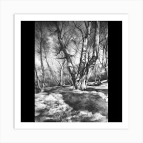 Birch Trees In Winter Art Print