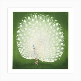 Peacock 3 Art Print