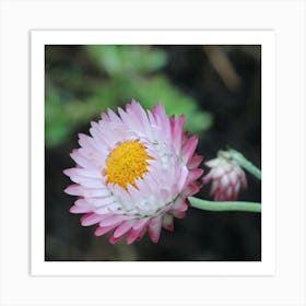 Floral Beauty Art Print