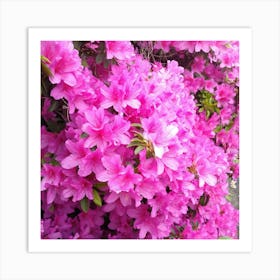 Azaleas 7 Art Print