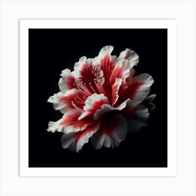 White Red Azalea Flower Art Print