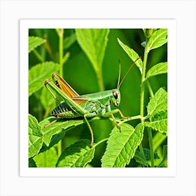 Grasshopper 74 Art Print