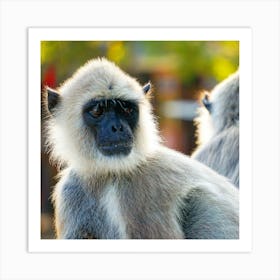 Monkey, Cyprus Art Print