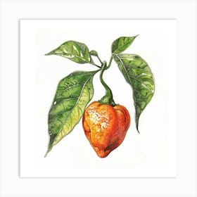 Chilli Pepper Art Print