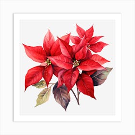 Poinsettia 18 Art Print