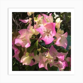 Bougainvillea  Flower Art Print