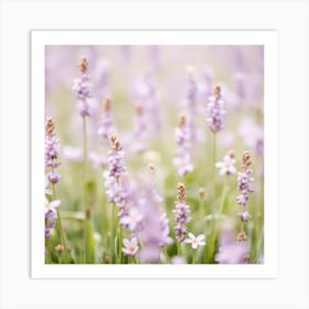 Lavender Flowers In A Field Art Print