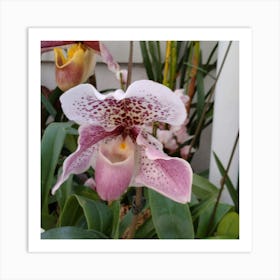 Orchids 14 Art Print