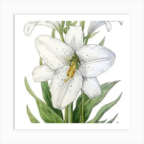 White Lily 1 Art Print