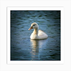 Duck In The Water 1 Art Print