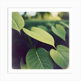 Polaroid of leaves Art Print