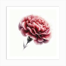 Carnation Flower 3 Art Print