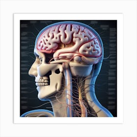 Human Brain And Nervous System 4 Art Print