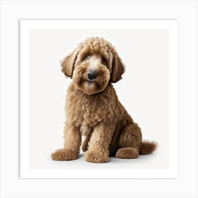 Poodle 1 Art Print