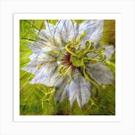 Dill Flower Art Print